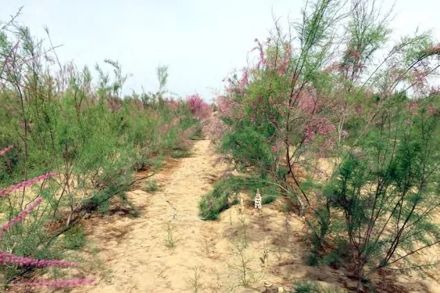 肉苁蓉开花前采收 且药食部位长度超过15cm的肉苁蓉功效最好